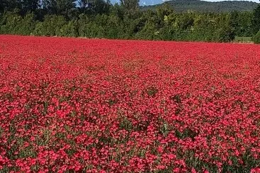Bed and Breakfast Le Mas De La Sorgue