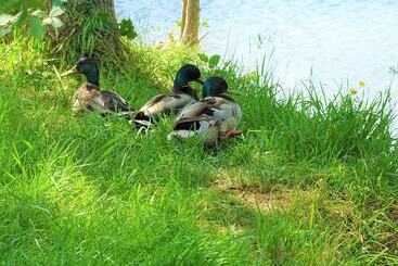 ホテル Camping La Sittelle