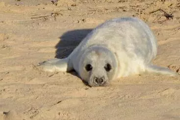 Aamiaismajoitus (B&B) Cotenham Barn