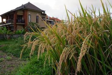 膳宿费 Wayan Garden