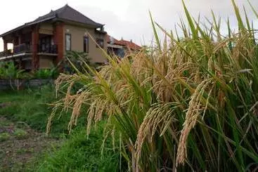 Pensione Wayan Garden
