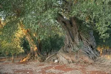 レジデンス Masseria Montecchie