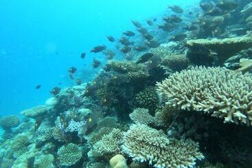 پانسیون Ilaa Beach Maldives