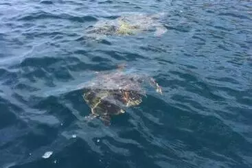 Bed & Breakfast Hosteria Guachapeli