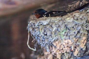 膳宿费 Kruchma Bratyata Guest House