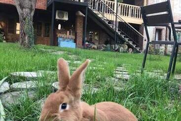 Pensjonat Guest House Chiko