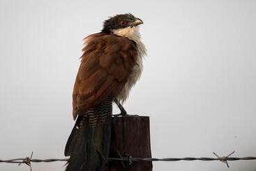 בית מלון כפרי Royal Thonga Safari Lodge