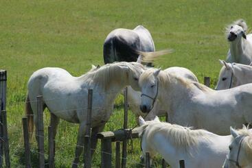 مبيت وإفطار Manade Saint Louis Mas De La Paix