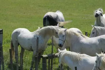 Bed & Breakfast Manade Saint Louis Mas De La Paix