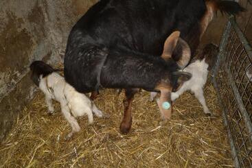 צימר Stybeck Farm