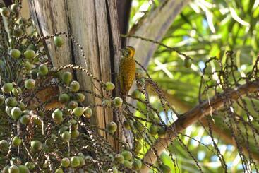 Pension Espaço Puri