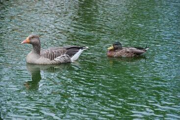 Bed and Breakfast Domaine De Collen