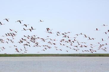 פנסיון Camere O Appartamento Intero In Locazione In Pittinuri