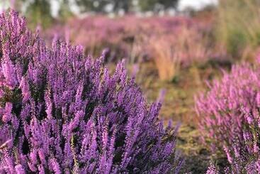 B&b Mir Lo In Mierlo Adults Only