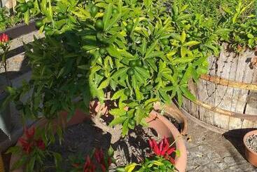 مبيت وإفطار Appartamento House Ida