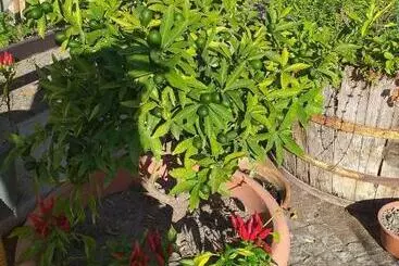 Bed and Breakfast Appartamento House Ida