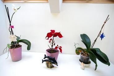 پانسیون Guesthouse Laurits