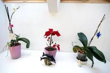 پانسیون Guesthouse Laurits