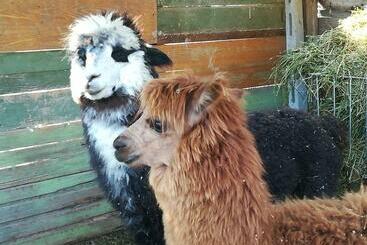 B&b Il Sentiero Nel Bosco
