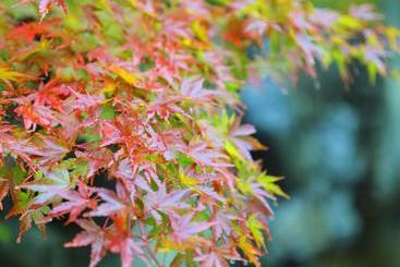 Hotel Yamashiro Onsen Midori No Yado Bansyoukaku