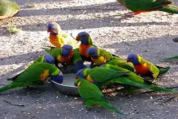 نزل Kalimna Woods Cottages