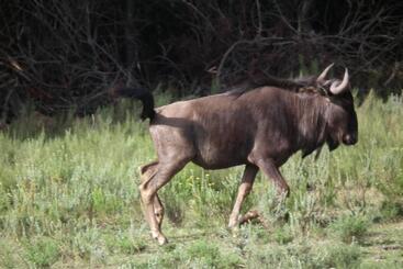 בית מלון כפרי Soloko Game Farm