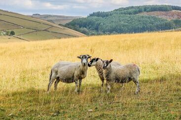 بيت ريفى The Bothy