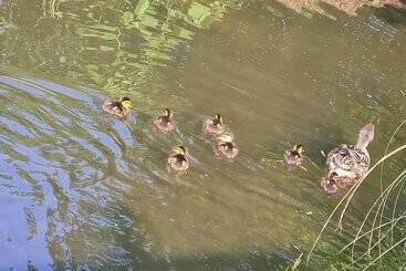 קוטג'' Homestead West Wing