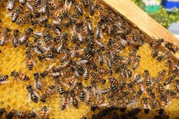 Lägenhetshotell Milatos Village Cretan Agrotourism