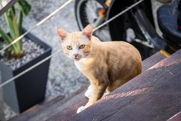 Kurort Timba Garden Free Town And Jetty Transport