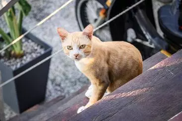 Resort Timba Garden Free Town And Jetty Transport