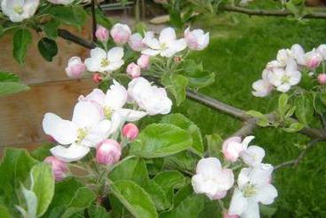 Сельский дом Ferienbauernhof Beer