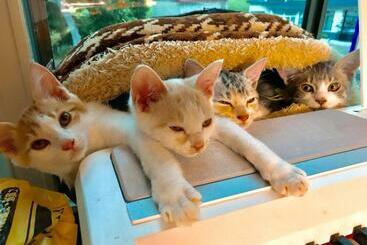 פנסיון Misato Memorial Hall   Vacation Stay 61405v