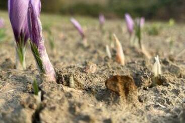 Agriturismo Ippocastano