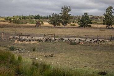 Shanzeley Guest House