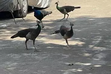 پانسیون Star Canal Cottage