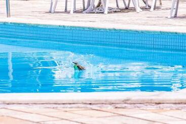 בית מלון כפרי Tres Palmeiras