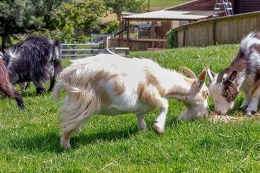 بيت ريفى Caner Bach Lodge