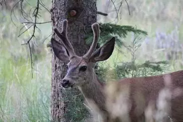 Hotelli Flaming Gorge Hideout