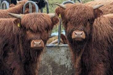 קוטג'' Achmeney Glamping Pod Larger Than Average Pod