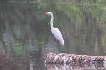 فندق فئة نجمة واحدة Yacumama Tambopata Ecolodge