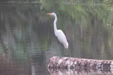 簡易ホテル Yacumama Tambopata Ecolodge