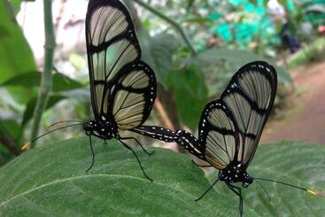 Bed and Breakfast Cabañas Armonía Y Jardín De Orquideas