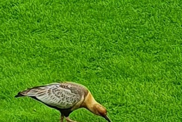 کلبه Cabañas Normana Inn