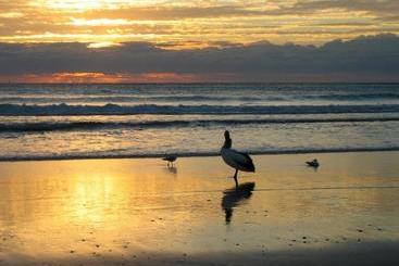 아파트 Gecko Shed