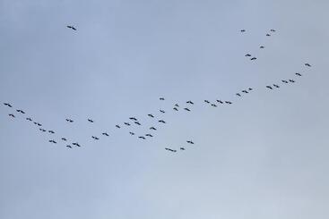 Pension Adami Country Guesthouse