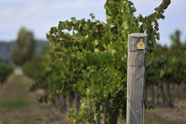 房子  Mudgee Valley Park