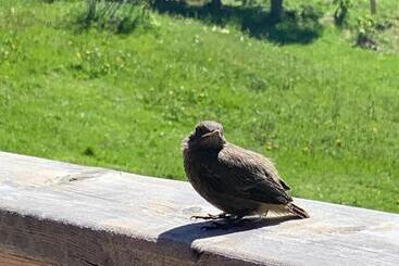 פנסיון Gasthaus Oberweissen Hittl