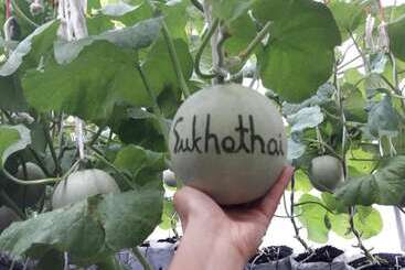 פנסיון Sukhothai City Resort