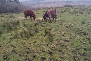 פנסיון Room In Bungalow   Very Nice View With This Room